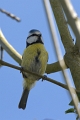 Mesange bleue-06